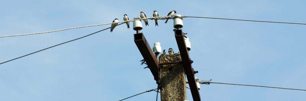 ¿Cada cuánto se le debe hacer mantenimiento a una planta eléctrica?